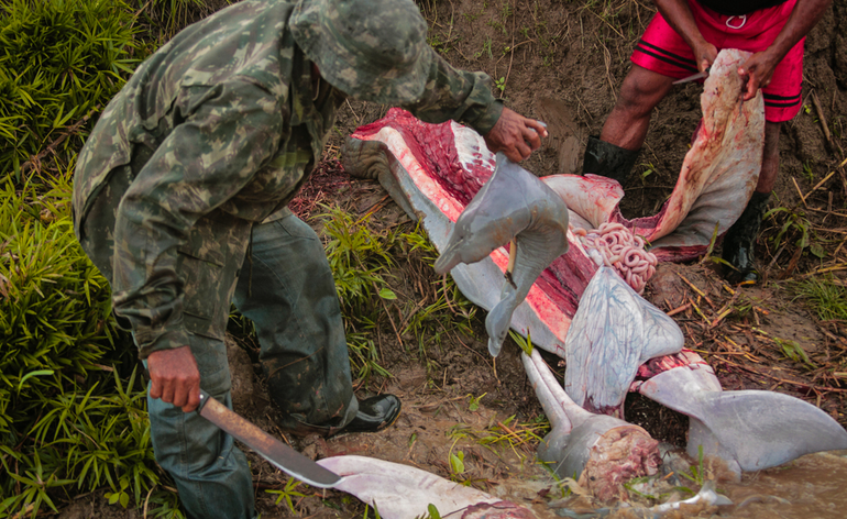 Amazon dolphins now listed as ‘Endangered’ by IUCN because they are used as bait