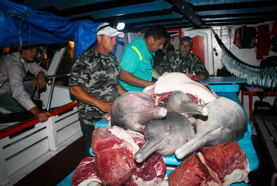 The Silent Massacre Of The Amazon River Dolphin