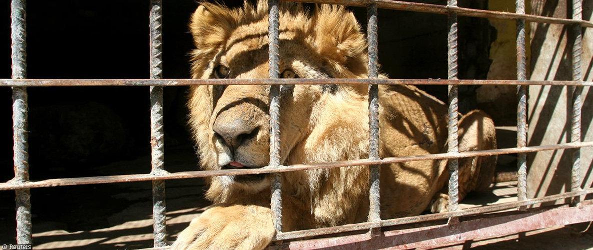 Men Arrested After over 40 Lions Were Killed in South Africa