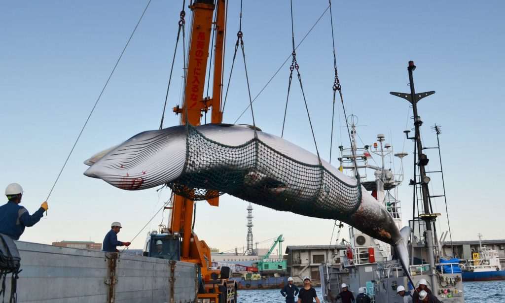 japan whaling