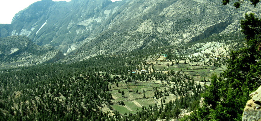 Pakistan Has Planted Over A Billion Trees