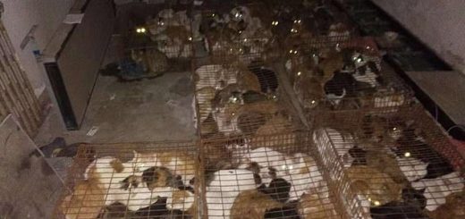 A total of 375 cats in the abattoir were discovered by a pet owner and an animal rescue group on December 1 in the port city of Tianjin when they were out looking for his lost pet cat