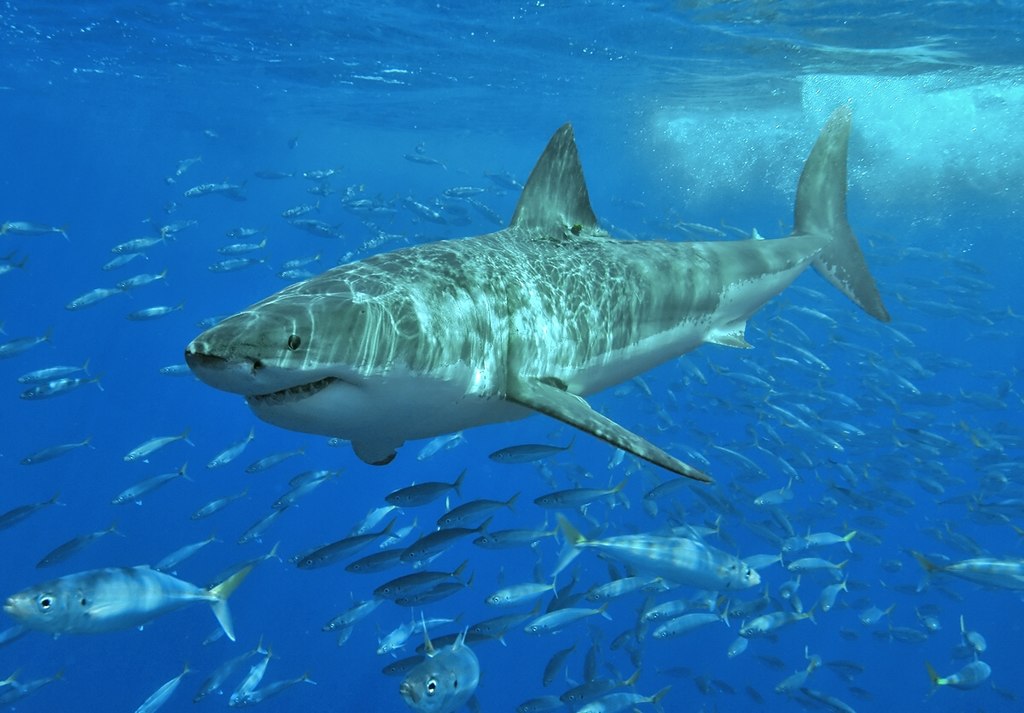 Shark numbers in Australian waters have dropped by 92%