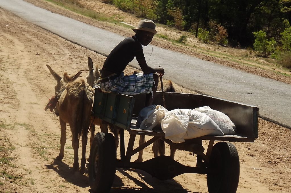 A few locals in Tongwe said they did not sell their donkeys to ‘Liu’ because they depend on them for rural draught power and transportation needs throughout the year. Photo: Oscar Nkala