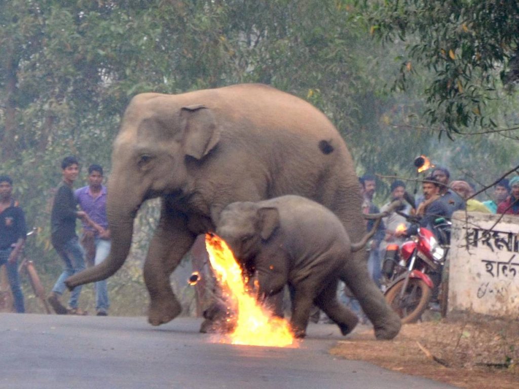 A firebomb explodes and more rain down on a pair of fleeing elephants in the remote Indian village of Bishnupur. Photo Caters News