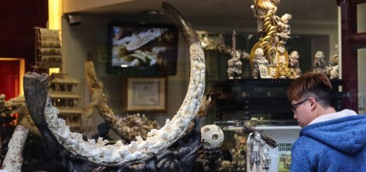 The Chinese demand for ivory and rhino horn are a threat to the survival of species.