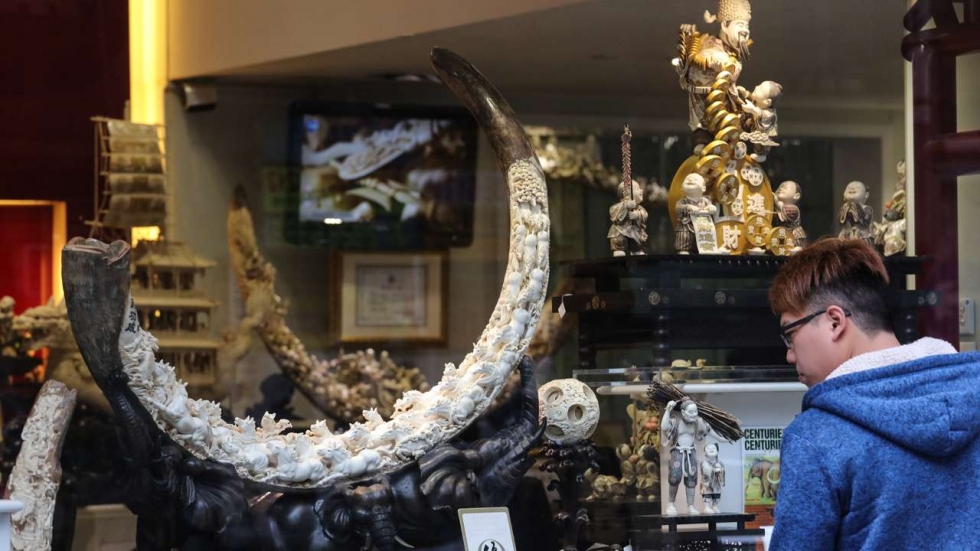 The Chinese demand for ivory and rhino horn are a threat to the survival of species.
