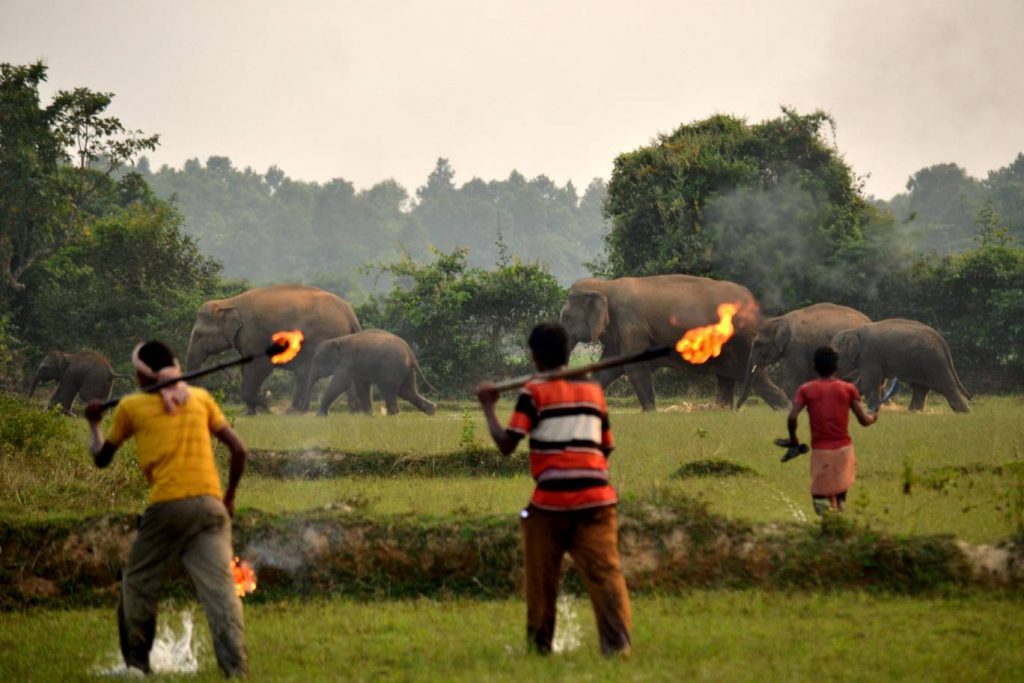A group of men warn elephants off farmland with flaming torches
