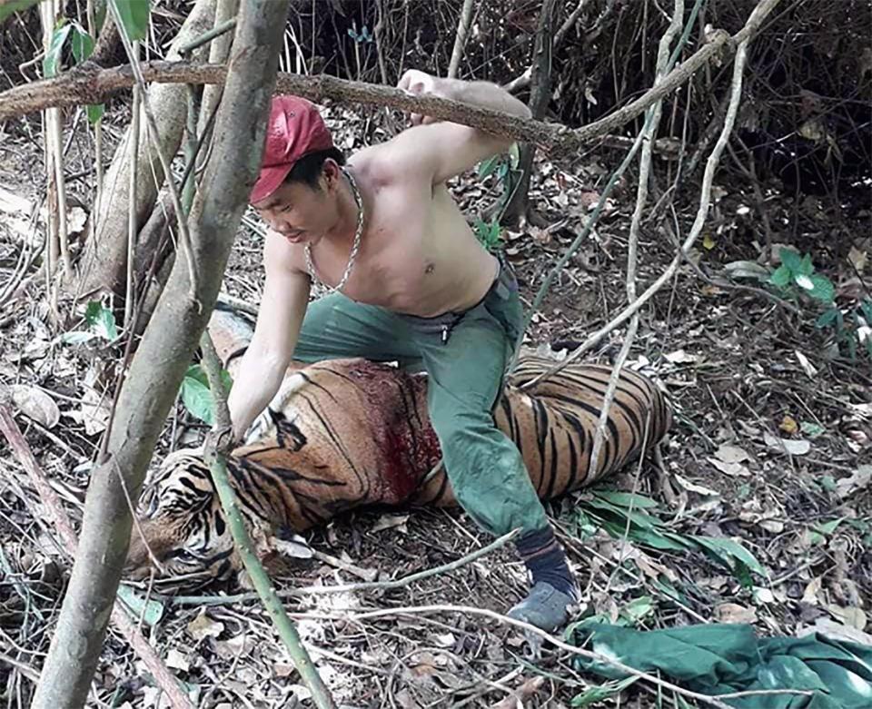 Thailand: Poacher ‘Punches’ Tiger For Sickening Trophy Picture