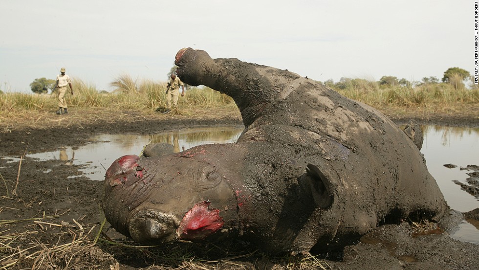 Eleven Rhino’s Killed By Poachers In Botswana