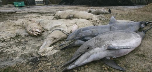 Over 600 dolphins have washed up dead on France's beaches AFP PHOTO MICHEL GANGNE (Photo by MICHEL GANGNE / AFP)