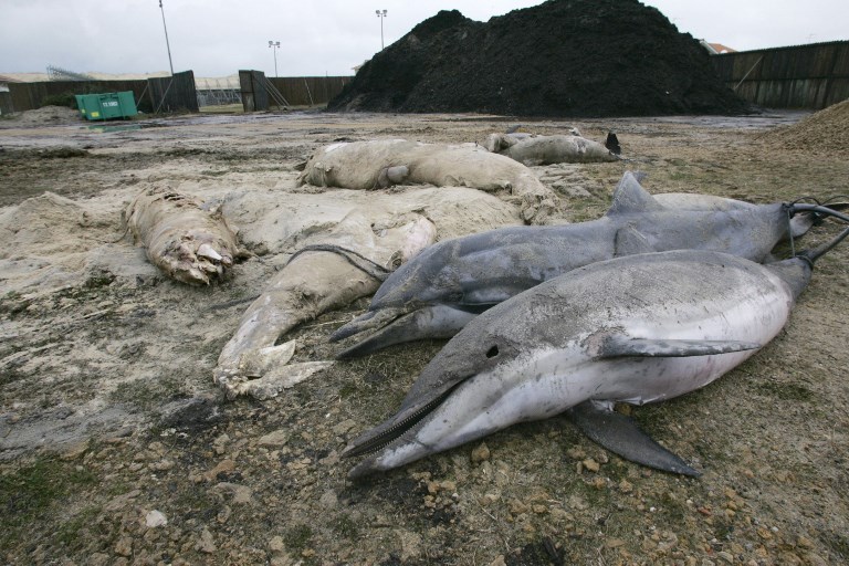 France: Over 600 Dead Dolphins Have Washed Up On Frances Coast