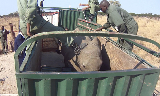 Baby elephants caught in the wild to be sold to China