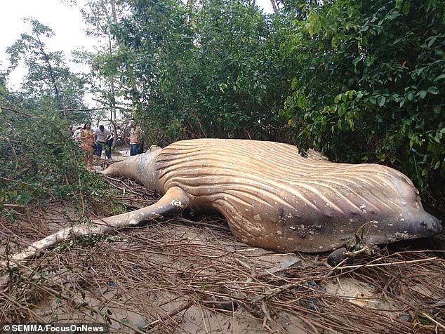 Despite the whale being found dead deep in the Amazonian jungle, it was found with no visible signs of injury.