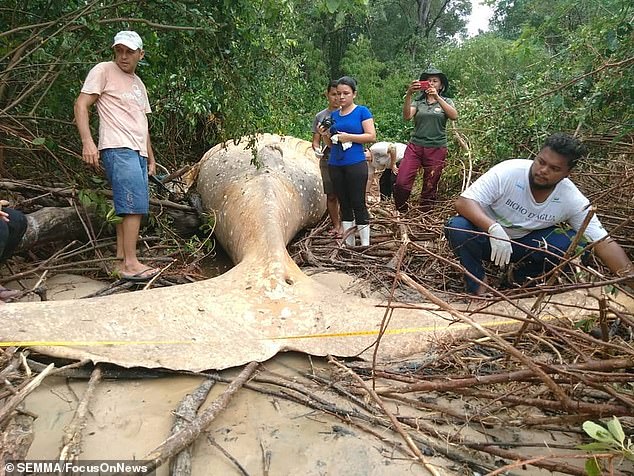 A humpback whale was found dead in the amazon jungle