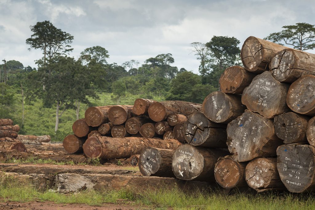 Cameroon rainforest cut down