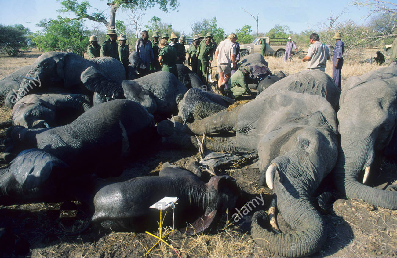 elephant slaughter in botswana for pet food