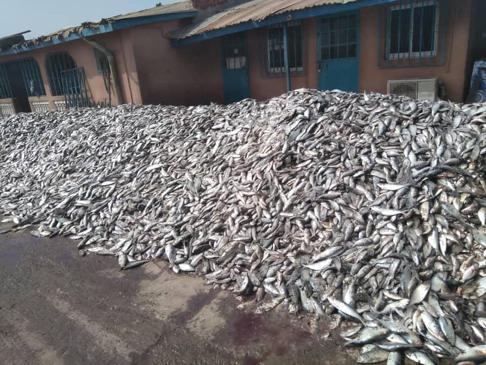 Africa is not poor, but its fish is stolen. Mountains of Bonga fish waiting to be processed to pig feed in Golden Lead Factory in the Gambia
