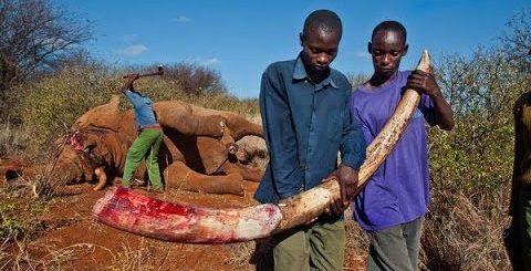 Tanzania’s elephant population shrank from 110,000 in 2009 to little more than 43,000 in 2014, according to a 2015 census, with conservation groups blaming “industrial-scale” poaching.