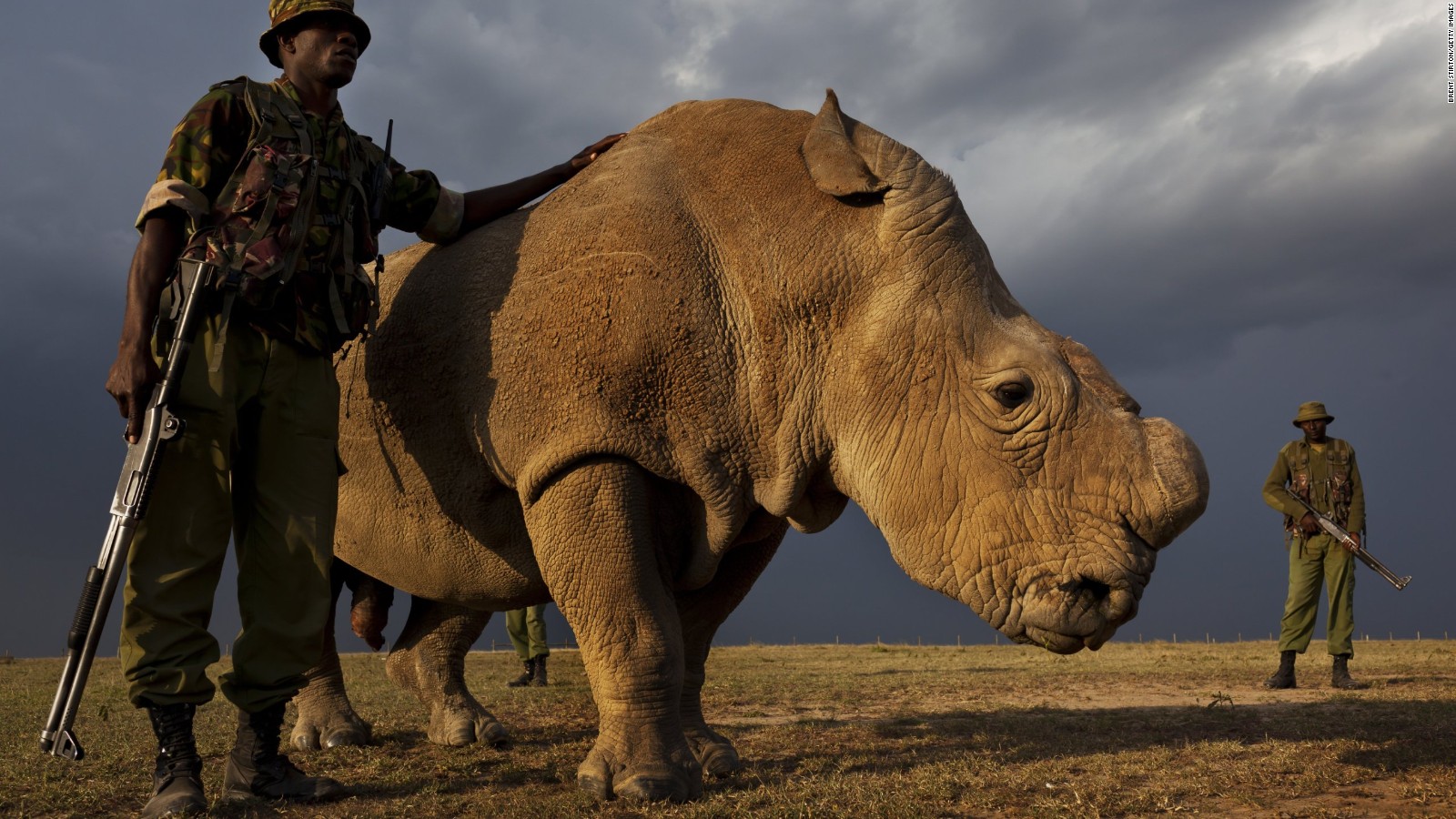 Sudan, Kenya's last Rhino who was 45, lived at the Ol Pejeta Conservancy in Kenya died last year. The species is now extinct due the Chinese demand for Rhino horn.