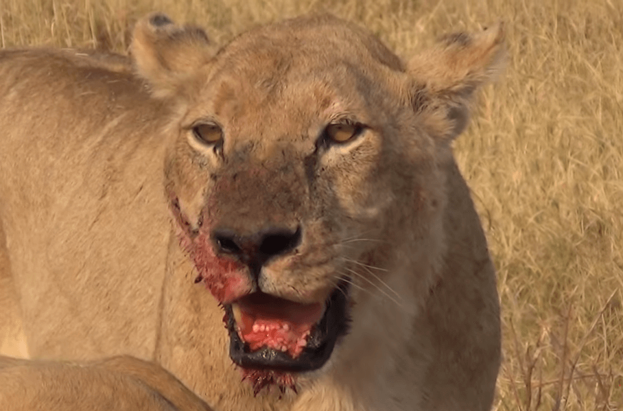 Lions eat poachers alive in South Africa