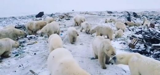 Polar bears invade island in russia