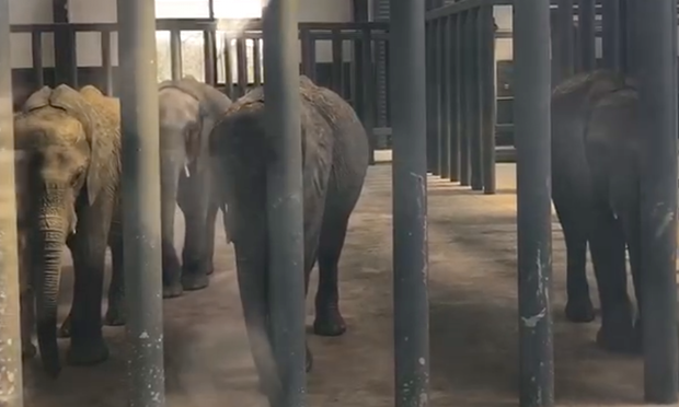 zimbabwe selling elephants to china