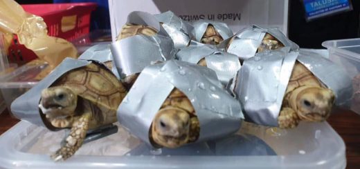 1,529 live turtles - including Star Tortoise, Redfoot Tortoise, Sulcata Tortoise, Red-eared Slider species were found inside suitcases abandoned in an airport in Manila. Photograph: BUREAU OF CUSTOMS NAIA/Facebook