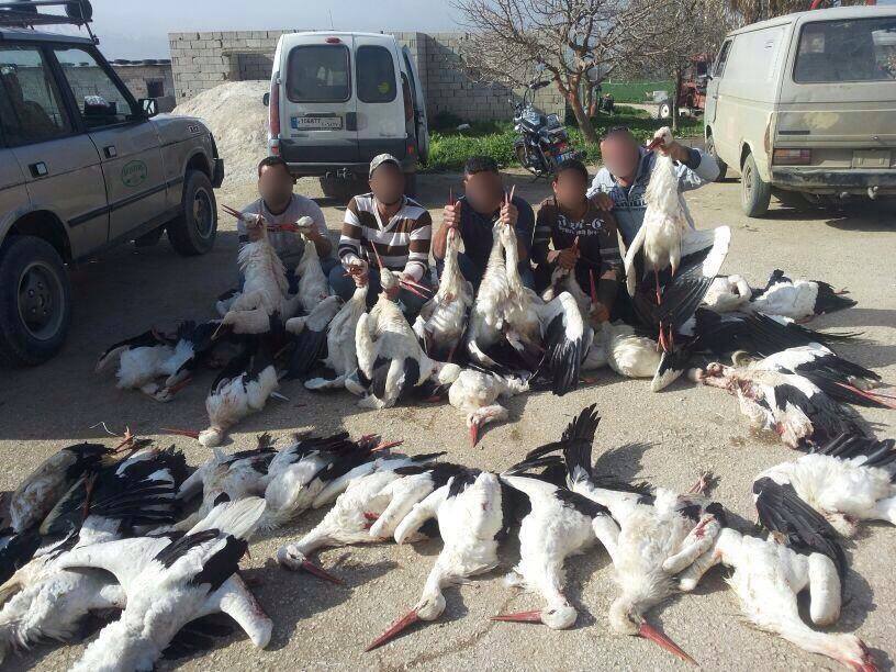 The Silent Mass Slaughter Of Storks And Migrating Birds In Lebanon