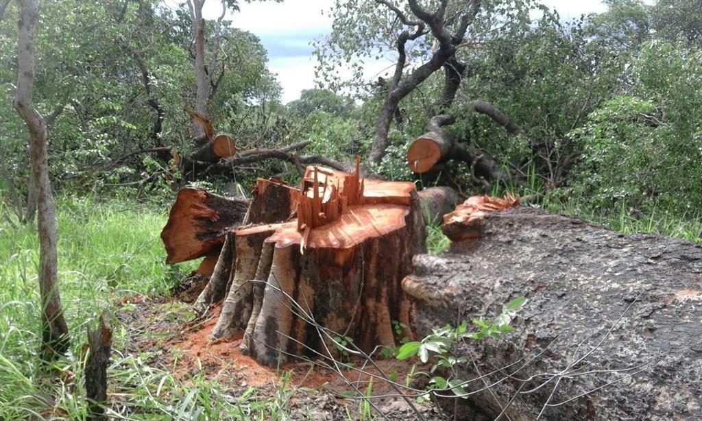 illegal logging of rare trees in namibia