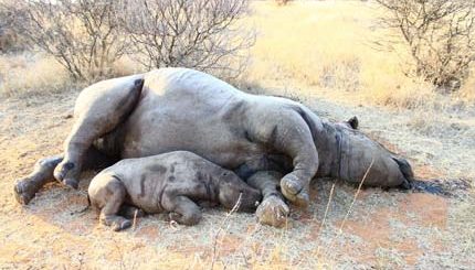 Rhino poaching in namibia