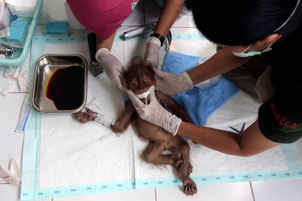 orangutan shot sumatra