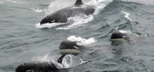 Mysterious New Orca Species Discovered By Researchers
