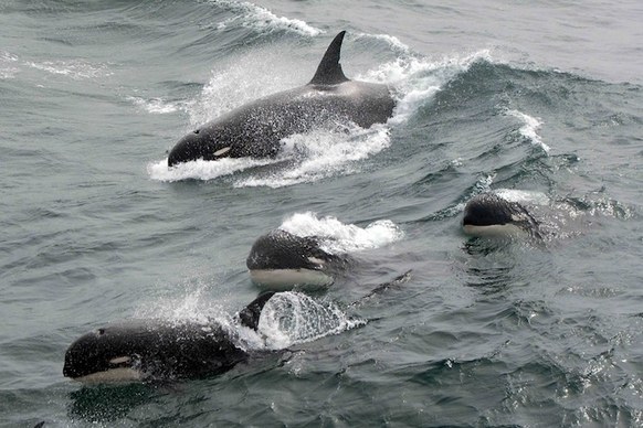 Mysterious New Orca Species Discovered By Researchers