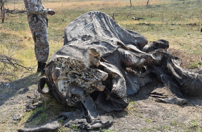 An elephant carcass found during the investigation exercise © Botswana Government (Facebook)
