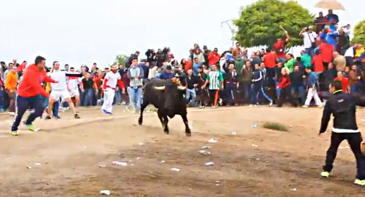 Spain Supreme Court Puts an End to Torture of Bulls at ‘Toro de la Vega’ Festival