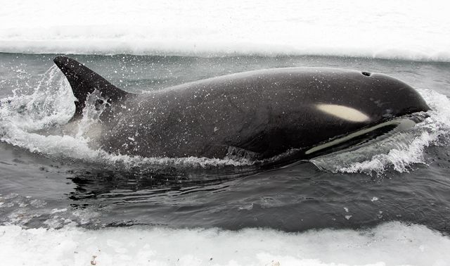 Mysterious New Orca Species Discovered By Researchers