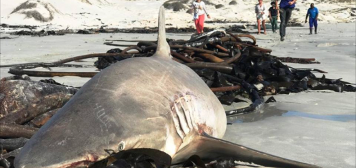 Dead Sharks Litter The Shores Of Gansbaai, South Africa