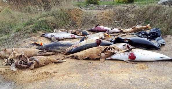 France: Mass Grave With Hundreds Of Mutilated Dead Dolphins Found On Beach