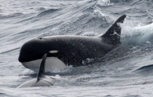 One of seven currently known records of killer whales Orcinus orca type D: near the Crozet Islands, a sub-antarctic archipelago in the southern Indian Ocean (P. Tixier via Robert L. Pitman et al., 2011)