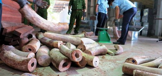 African Ivory in Vietnam