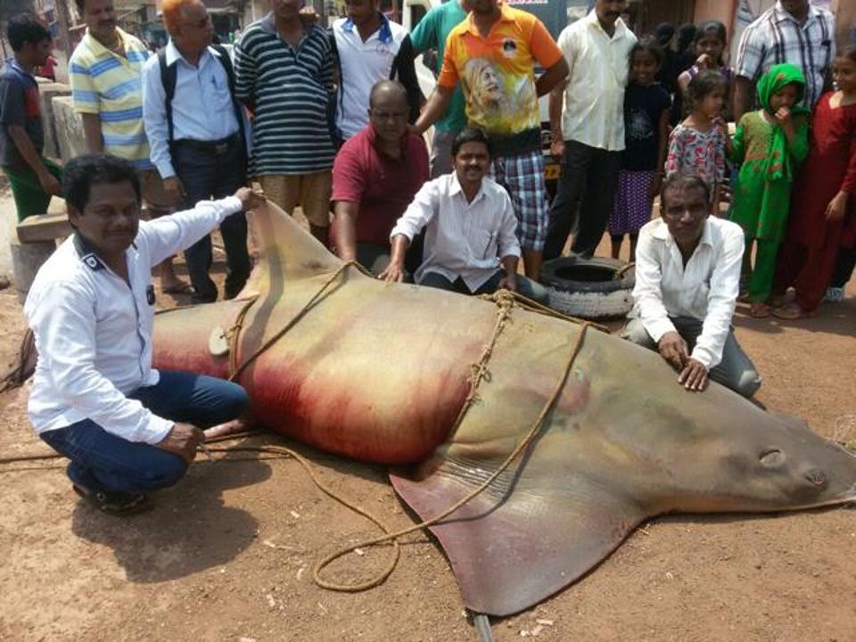 Rare Giant 700-kg Sawfish Caught by Local Fishermen in India