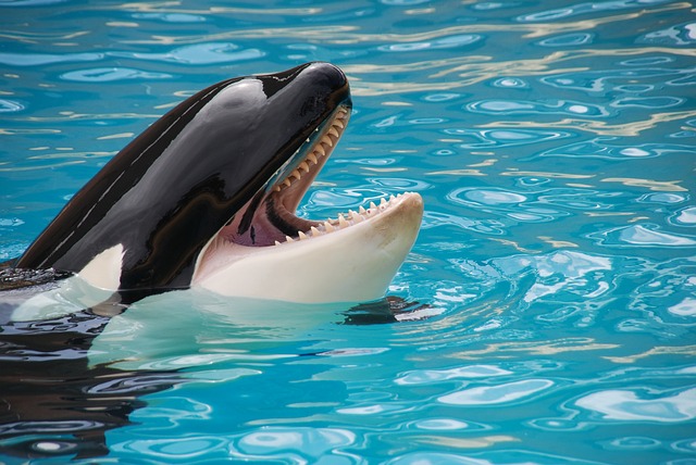 The practice of keeping these creatures for ‘entertainment’ must end Activists are still lobbying for the transfer of the remaining 55 cetaceans in Marineland to an open-water sanctuary. After the release of shocking documentaries like Black Fish, people are becoming more conscious of how their activities affect the environment. Source: Pixabay/Schmid-Reportagen﻿
