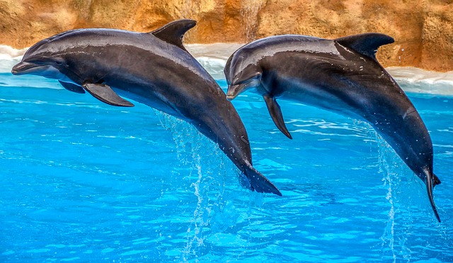 Bill S-203 bans the breeding of dolphins and whales in captivity It also amends the current criminal code to include this as a crime. Source: Pixabay/Analogicus