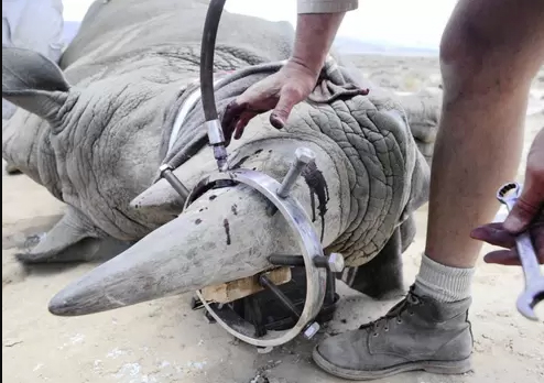 poisoning rhino horn in africa