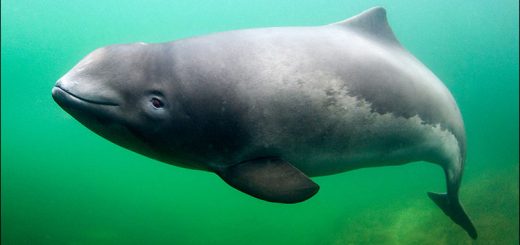 The Vaquita Is Going Extinct Before Our Eyes, With Barely 10 Left Alive