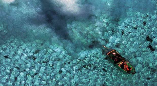 giant clam poaching