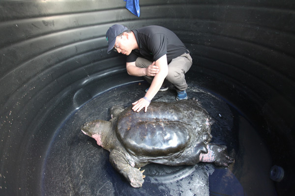 Yagntze Giant Softshell turtle