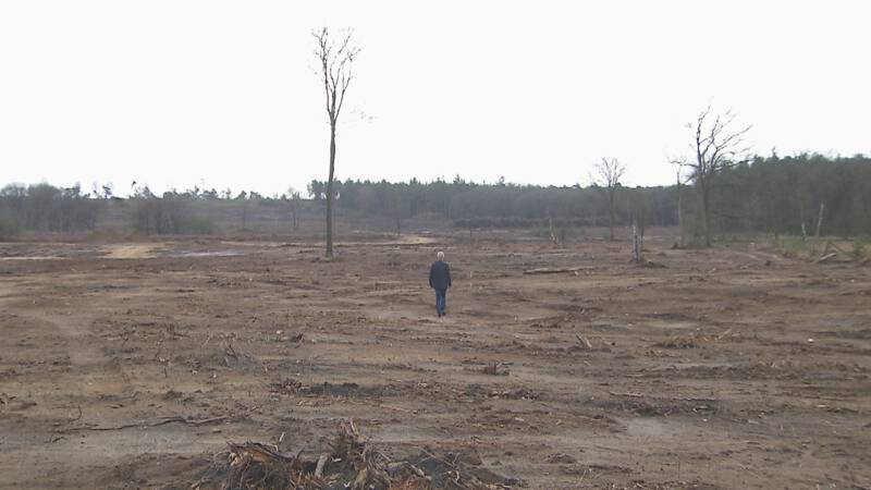 Deforestation Rate in The Netherlands is even Higher than in Brazil