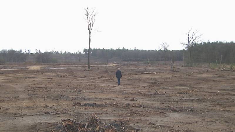 deforestation in the netherlands